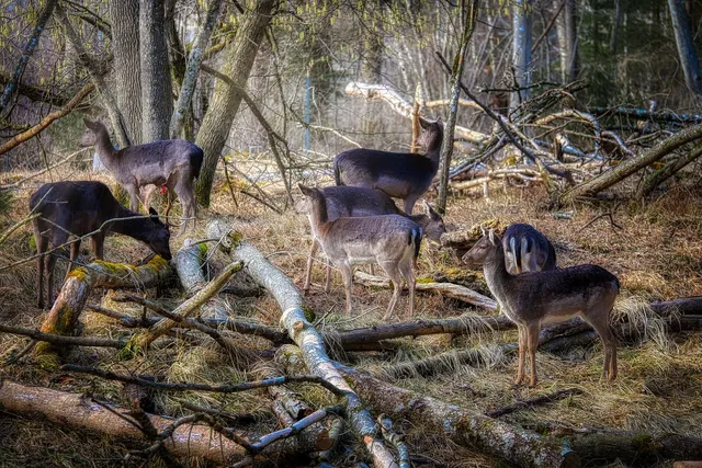 Dylan - Deer